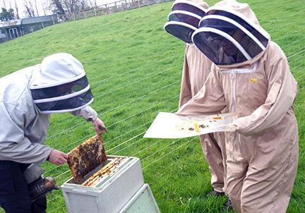 Handling bees at Olly