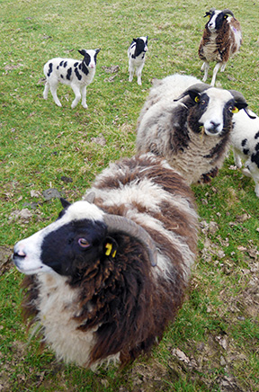 Smiling sheep at Olly