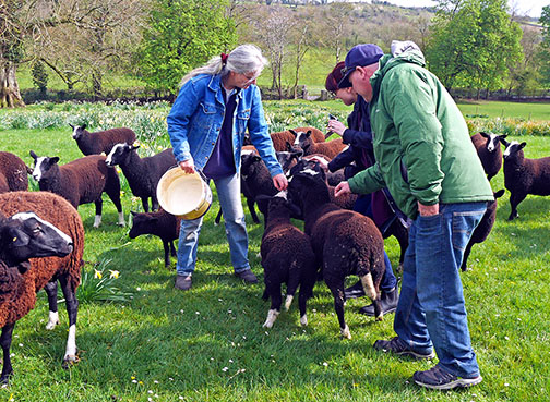 Sheep introductions