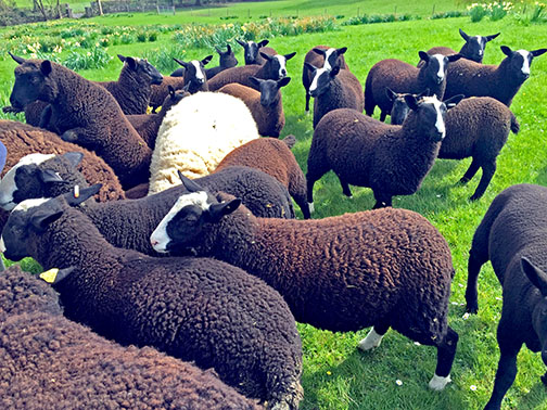 A crowd of Zwartbles sheep