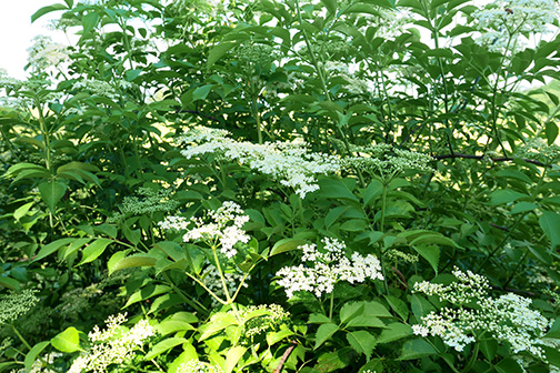Edlerflower shrubs